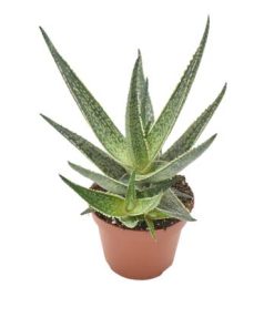 Aloe Riana – Ø10,5 ↕15