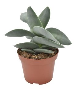 Crassula Boomerang – Ø11cm – ↕15cm