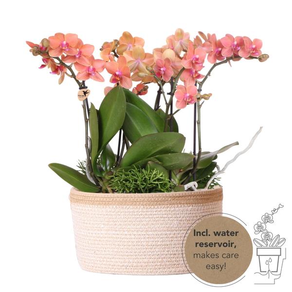 Kolibri Orchids | orangefarbenes Pflanzenset im Baumwollkorb inkl. Wassertank | drei orangefarbene Orchideen Bozen 9cm und drei Grünpflanzen | Dschungelstrauß orange mit autarkem Wassertank