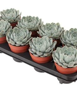 Echeveria Grande Cinza – Ø12 ↕15