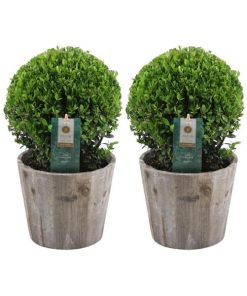 2x Ilex crenata ‚Jenny‘ bol in houten pot | set van 2 stuks | 20 cm Ø diameter