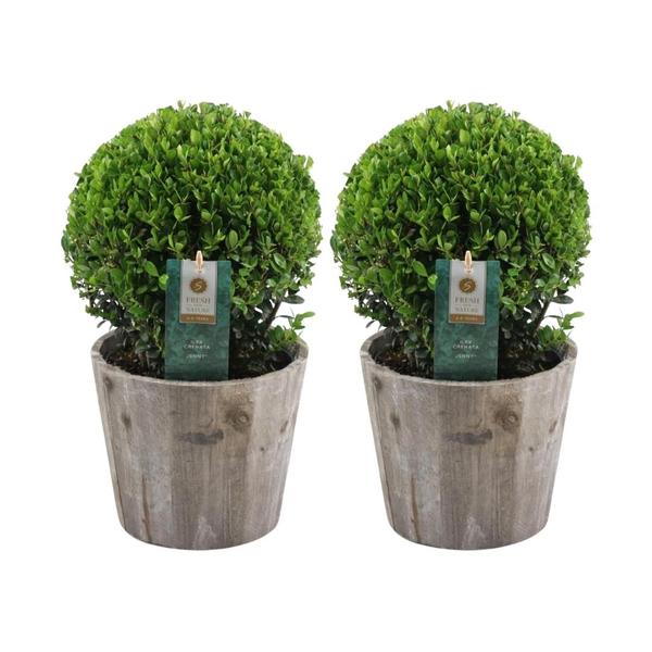 2x Ilex crenata ‚Jenny‘ bol in houten pot | set van 2 stuks | 20 cm Ø diameter