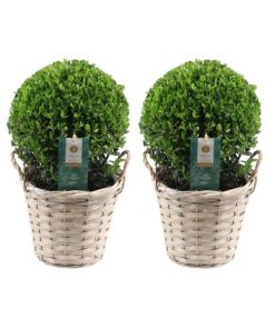 2x Ilex crenata ‚Jenny‘ bol in rietenmand | set van 2 stuks | 20 cm Ø diameter