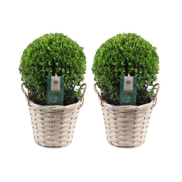 2x Ilex crenata ‚Jenny‘ bol in rietenmand | set van 2 stuks | 20 cm Ø diameter