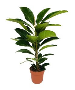 Ficus Benghalensis Roy – Ø21cm – ↕90cm