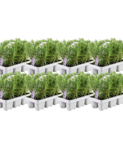 8 x 6 pack Rosmarinus officinalis – 48 x Ø7 cm – ↕25 cm