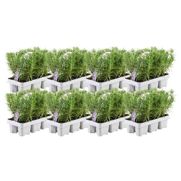 8 x 6 pack Rosmarinus officinalis – 48 x Ø7 cm – ↕25 cm