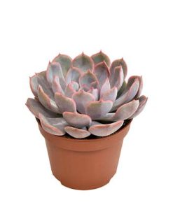 Echeveria Menina – Ø10,5cm – ↕15cm