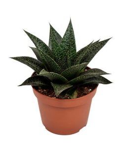 Haworthia Rafiki – Ø10,5cm – ↕17cm