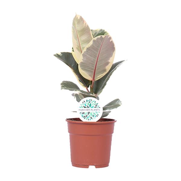 Ficus Elastica Tineke – Ø17cm – ↕50cm