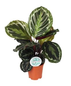 Calathea Medallion – Ø14cm – ↕45cm