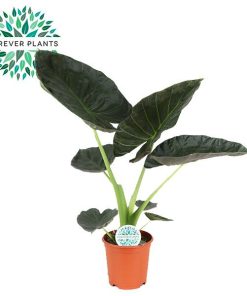 Alocasia Regal Shield – Ø21cm – ↕90cm