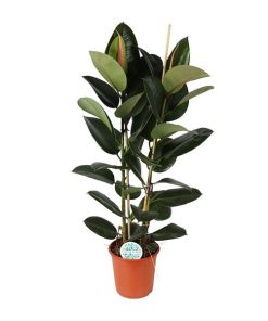 Ficus Elastica Robusta – Ø24cm – ↕110cm