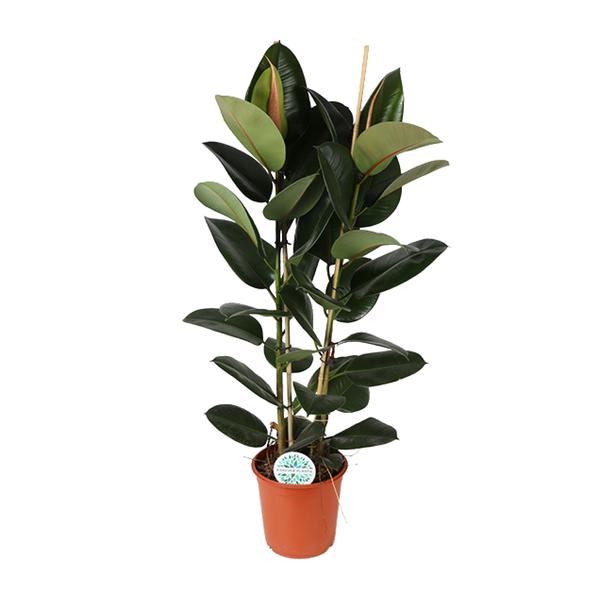 Ficus Elastica Robusta – Ø24cm – ↕110cm