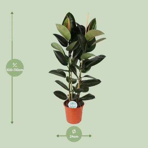 Ficus Elastica Robusta - Ø24cm - ↕110cm – Bild 2