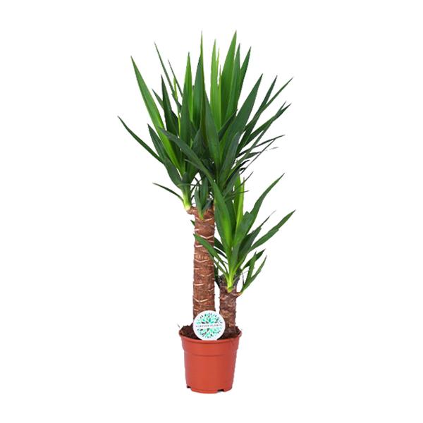 Yucca – Ø17cm – ↕80cm