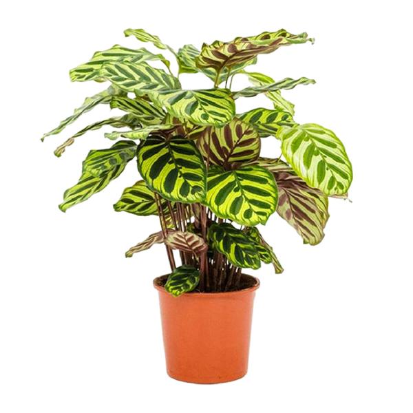 Calathea Makoyana – Ø14cm – ↕45cm