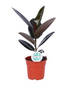 Ficus Elastica Abidjan – Ø17cm – ↕55cm