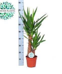 Yucca – Ø17cm – ↕80cm