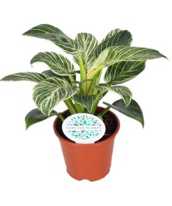 Philodendron Birkin – Ø14cm – ↕25cm