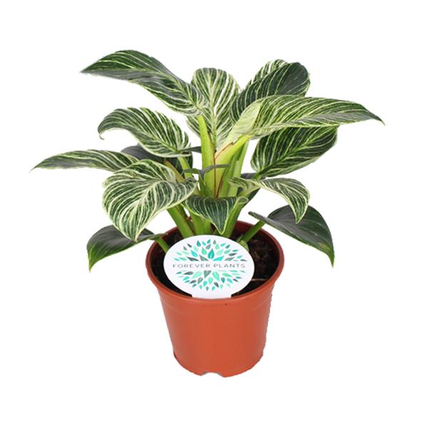 Philodendron Birkin – Ø14cm – ↕25cm