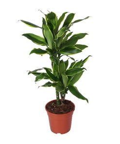 Dracaena Golden Coast – Ø17cm – ↕70cm