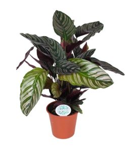 Calathea Ornata – Ø17cm – ↕50cm