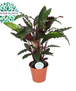 Calathea Rufibarba – Ø14cm – ↕45cm