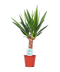 Yucca – Ø14cm – ↕60cm