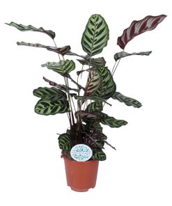 Calathea Makoyana – Ø21cm – ↕70cm