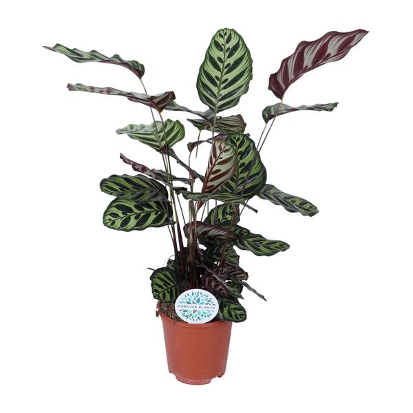 Calathea Makoyana – Ø21cm – ↕70cm