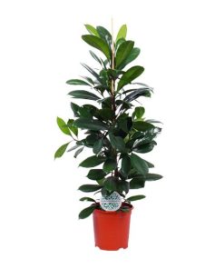 Ficus Cyathistipula – Ø21cm – ↕105cm