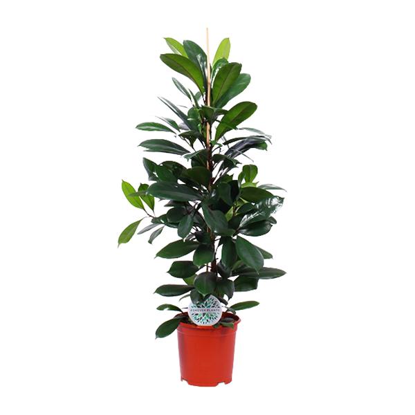 Ficus Cyathistipula – Ø21cm – ↕105cm