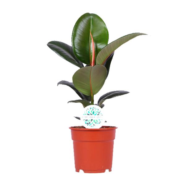 Ficus Elastica Robusta – Ø17cm – ↕55cm