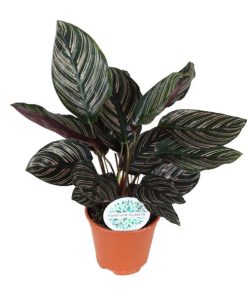 Calathea Majestica Whitestar – Ø14cm – ↕45cm