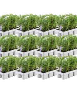 12 x 6 pack Rosmarinus officinalis – 72 x Ø7 cm – ↕25 cm