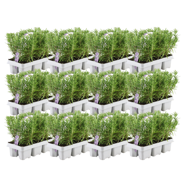 12 x 6 pack Rosmarinus officinalis – 72 x Ø7 cm – ↕25 cm