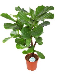 Ficus Lyrata – Ø24cm – ↕125cm