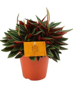 Peperomia Caperata Rosso – Ø12cm – ↕20cm