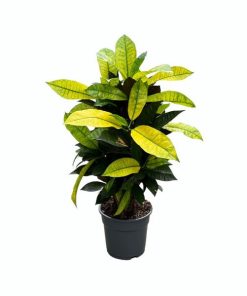 Croton Mrs. Iceton – Ø17cm – ↕65cm