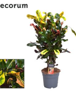 Croton Mammi – Ø17cm – ↕60cm