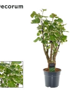 Polyscias Balfouriana – Ø17cm – ↕50cm