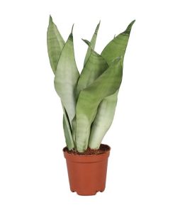 Sansevieria Trifasciata Moonshine – Ø12cm – ↕30cm