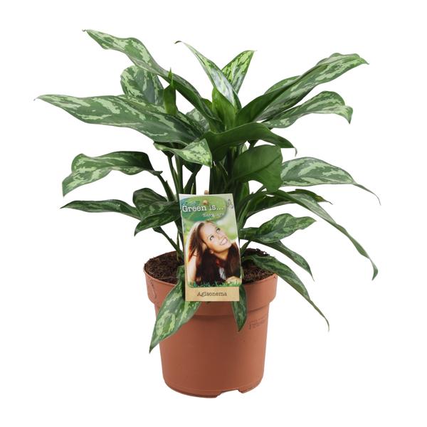 Aglaonema Maria – Ø17cm – ↕40cm