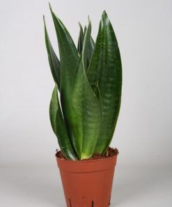 Sansevieria Dark Diamond – Ø14cm – ↕40cm