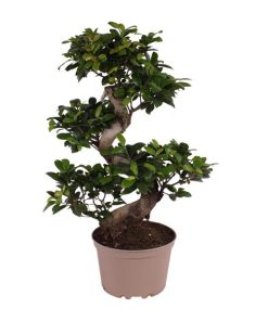 Ficus M. Ginseng – Ø22cm – ↕70cm