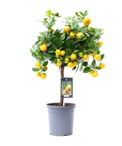 Citrus Calamondin – Ø15cm – ↕45cm