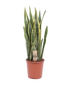 Sansevieria Laurentii – Ø21cm – ↕80cm