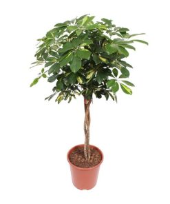 Schefflera Gold Capella – Ø27cm – ↕120cm