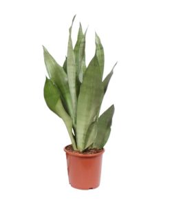 Sansevieria Moonshine – Ø17cm – ↕60cm